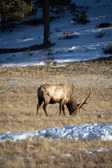 Elk Grazing in Rocky Mountain National Park in Colorado
