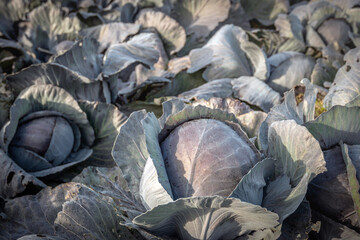 Fototapeta na wymiar Closeup of organically grown and now ripe red cabbage in the early morning sun. The photo was taken in the autumn season in a Dutch field.