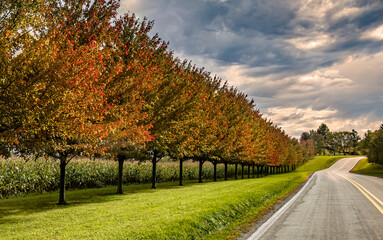 Pennsylvania Fall Trees and Country Road.