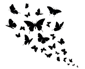 Obraz na płótnie Canvas Butterfly. Flock of flying butterflies. Isolated black silhouette on white background. Vector illustration