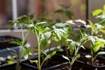 Tomato seedlings in plastic pots grow on window.  Gardening hobby concept.