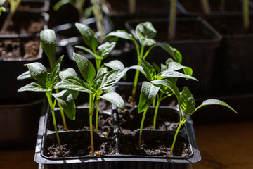 Pepper seedlings in plastic pots grow on window.  Gardening hobby concept.