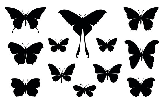 Butterfly. Set of various beautiful butterflies. Symbol of tropical fauna. Isolated black silhouette on white background. Vector illustration