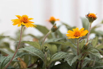 Camomila amarela no jardim.