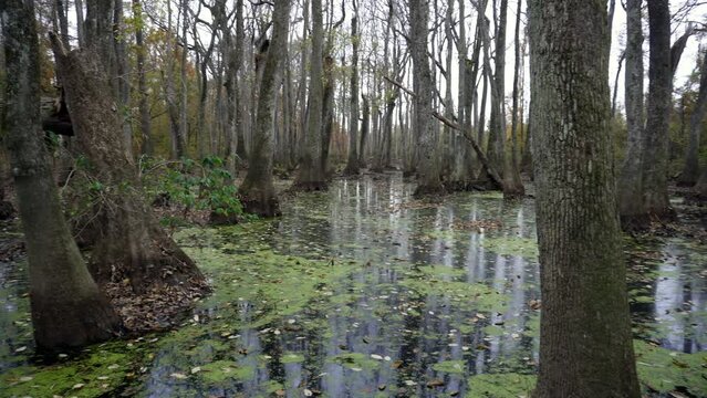 Cypress Swamp along Natchez Trace Parkway and Natchez Trace National Scenic Trail. Walk through water tupelo and bald cypress swamp in silted over river channel.