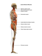 Full Body Diagram of Male Lateral Network Muscles on White Background with Text Labeling - 574060582