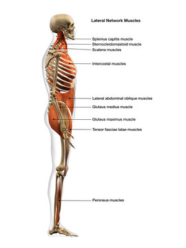 Full Body Diagram of Male Lateral Network Muscles on White Background with Text Labeling