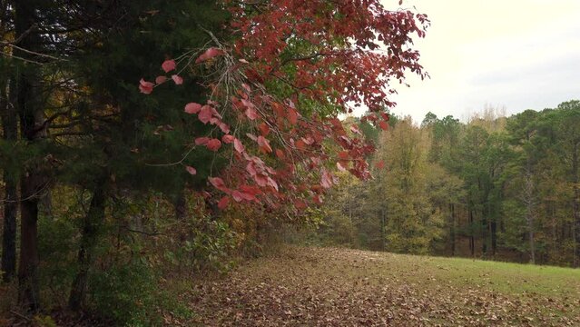 Autumn Leaves at Jeff Busby Site, Little Mountain trail and summit Road. Natchez Trace site named after U.S. Congressman Thomas Jefferson Busby who authorized survey of Old Natchez Trace. red leaves