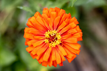 Orange zinnia flower blooming in a garden