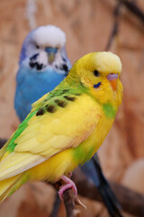 Beautiful yellow parrot sits on branch in aviary, undulated grass parakeet