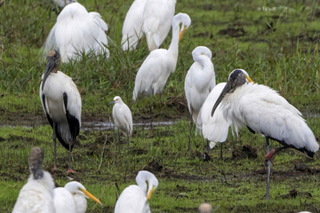 コスタリカのカニョネグロ野生保護区で撮影したアメリカトキコウ