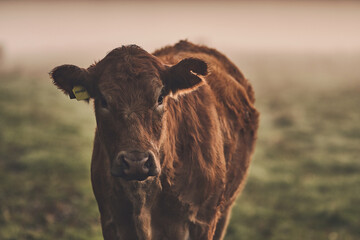Brown Angus cow on field on foggy morning. High quality photo