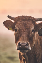Brown Angus cow face detail. High quality photo