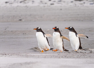 Group of Gentoo penguins running on beach to sea at Bluff Cove Falkland Islands