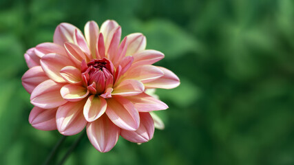 Fresh pink Dahlia flower head on light green defocused background. Dahlia petals closeup. Pink Dahlia blooming. Big autumn flowers. Floral background. Valentines day. Mothers day. Copy space