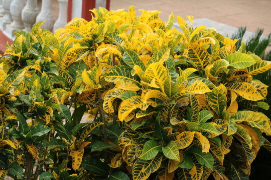 Tropical Codiaeum variegatum in the park, Cuba Caribbean