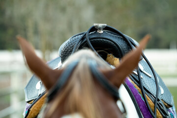 Details of a western show saddle on a horse.