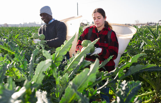 Caucasian young woman and African-american man harvesting artichokes on plantation.