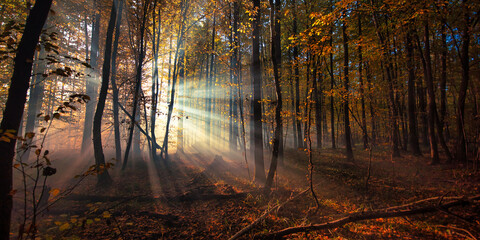 Early morning mist and sunrays in autumn woods