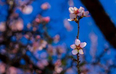 Flor del Almendro
