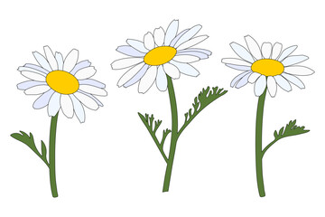 Chamomiles on a white background. Beautiful flowers.