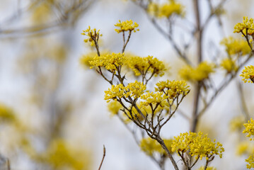 Yellow flower of cornus officinalis,  Japanese cornelian cherry