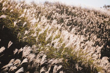 Sunset in Pampas grass 