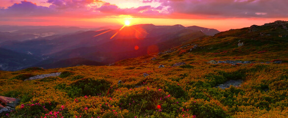blossoming red rhododendrons  flowers in the mountains, amazing panoramic nature...