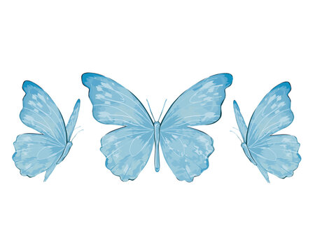 blue butterfly hand drawn design vector