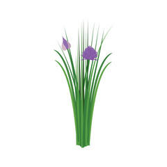Сhives. Chives purple. Chives color vector illustration. Allium schoenoprasum or garlic chives. Isolated on a white background. For web, menu, logo, textile, icon