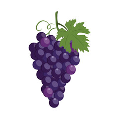 Concord grape. Violet silhouette of concord grapes with green leaf