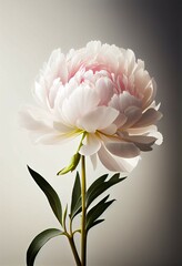  beautiful peony flowers on white background