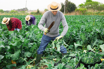 Positive european man picking harvest of broccoli on the field