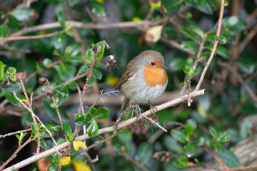 robin in the snow