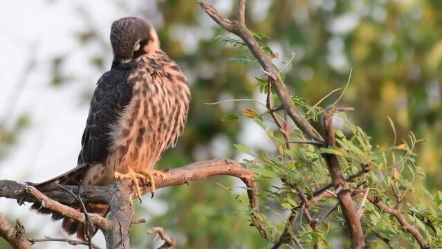 Hobby Falco subbuteo in the wild. Close up. A bird is cleaning its feathers.