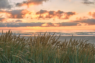 Dune grass at the coast of denmark during sunset. High quality photo