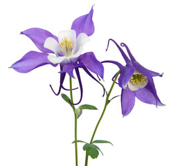 Fleurs d'Ancolie bleues Mrs. M. Nicholls sur fond blanc	