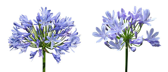 Fleurs d'Agapanthe bleue	 - 574070168