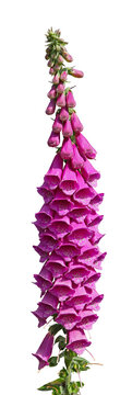 Fleur de digitale pourpre