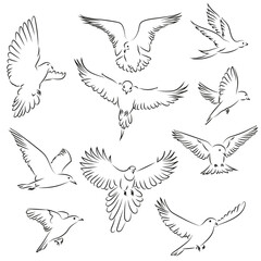 10 Fliegende Vögel Lineart Vektor Zeichnungen | Flying Birds Vector Drawings