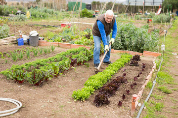Farmer spreads hoe garden beds. High quality photo