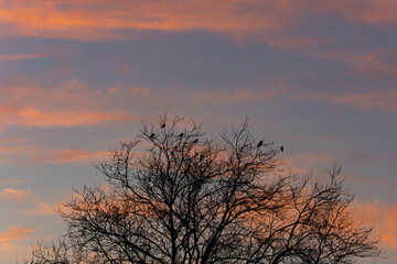 Birds on the trees at sunset
