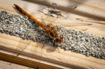 Common Darter dragonfly on a wooden walkway