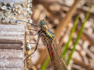 Damselfly clinging to the edge of a wooden walkway