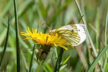 Green-veined White butterfly feeding from a yellow dandelion