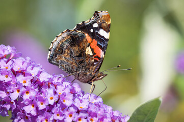 Red Admiral butterfly with its wings up on a buddleia flower