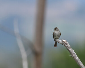 Contopus Sordidulus, Western wood pewee perched