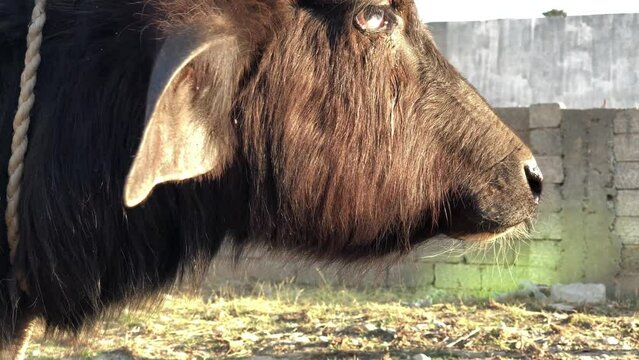 Pakistani buffalo Calf Standing Close up, Pakistani Mikey Buffalo on a farm