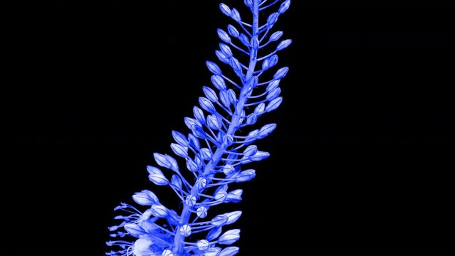 Blue Flower Eremurus Blooming in Time Lapse on a Black Background. Foxtail Lily or Eremurus Stenophyllus. Toned Video in Blue Colour