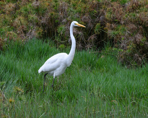 Fototapeta premium Ardea Alba, Great Egret fishing on a swamp